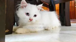 1-3 Months Female Purebred Persian
