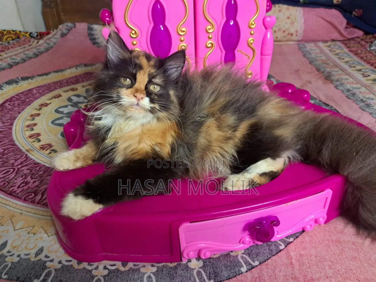 1-3 Months Female Purebred Persian