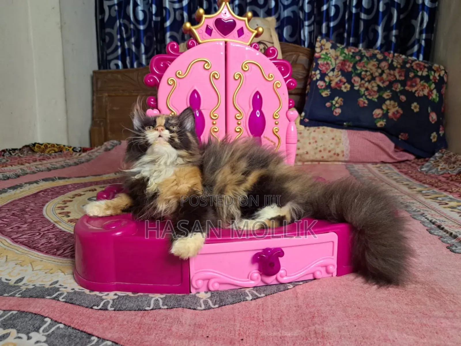 1-3 Months Female Purebred Persian