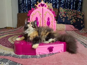 1-3 Months Female Purebred Persian