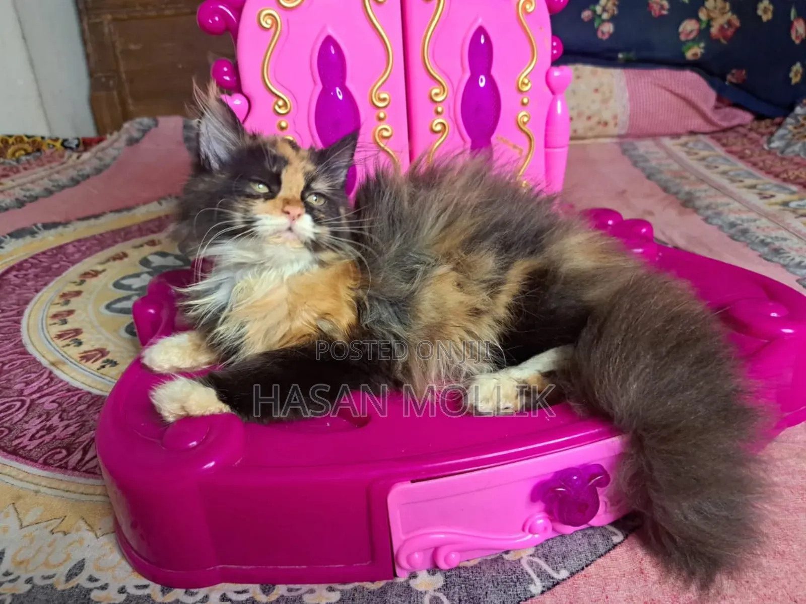 1-3 Months Female Purebred Persian