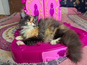 1-3 Months Female Purebred Persian