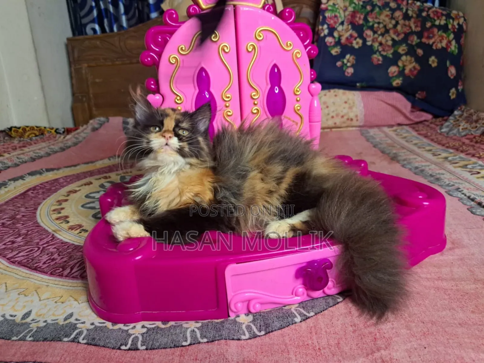 1-3 Months Female Purebred Persian