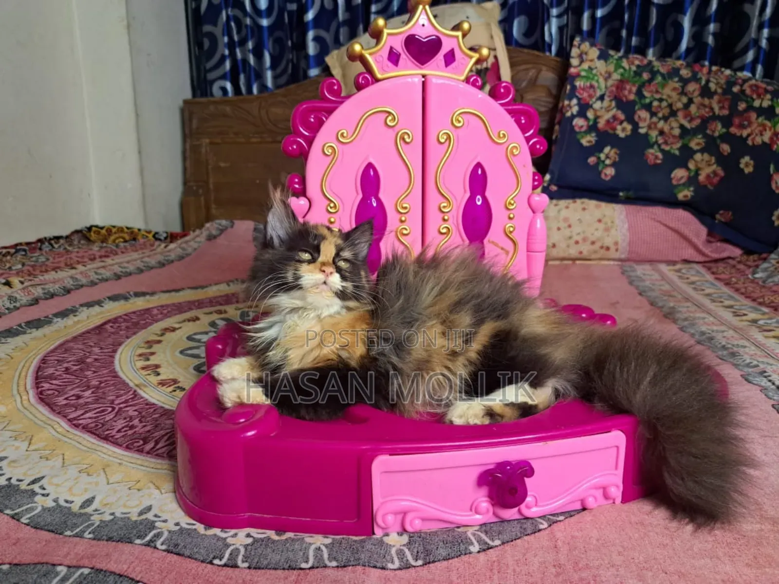 1-3 Months Female Purebred Persian