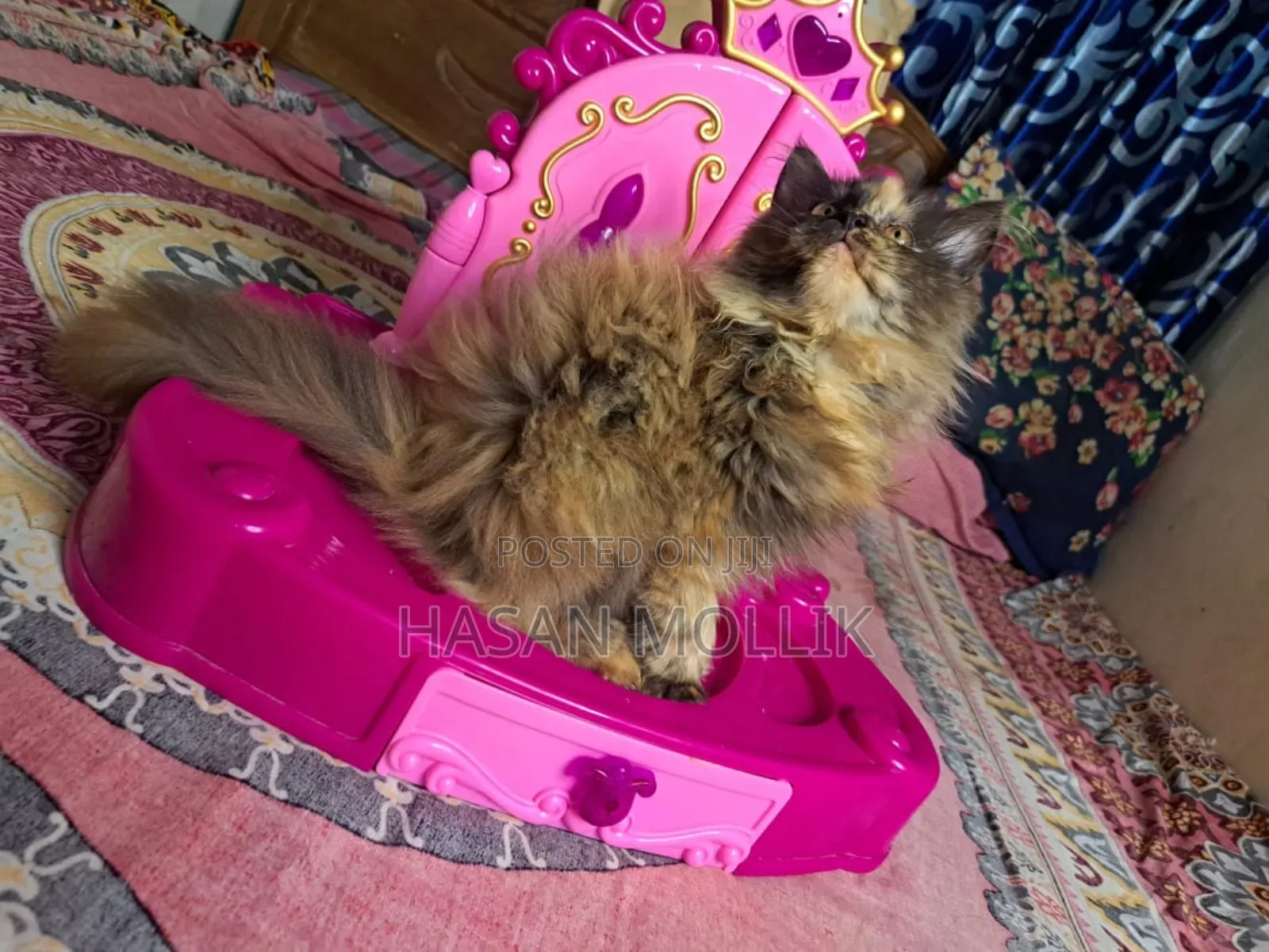 1-3 Months Female Purebred Persian