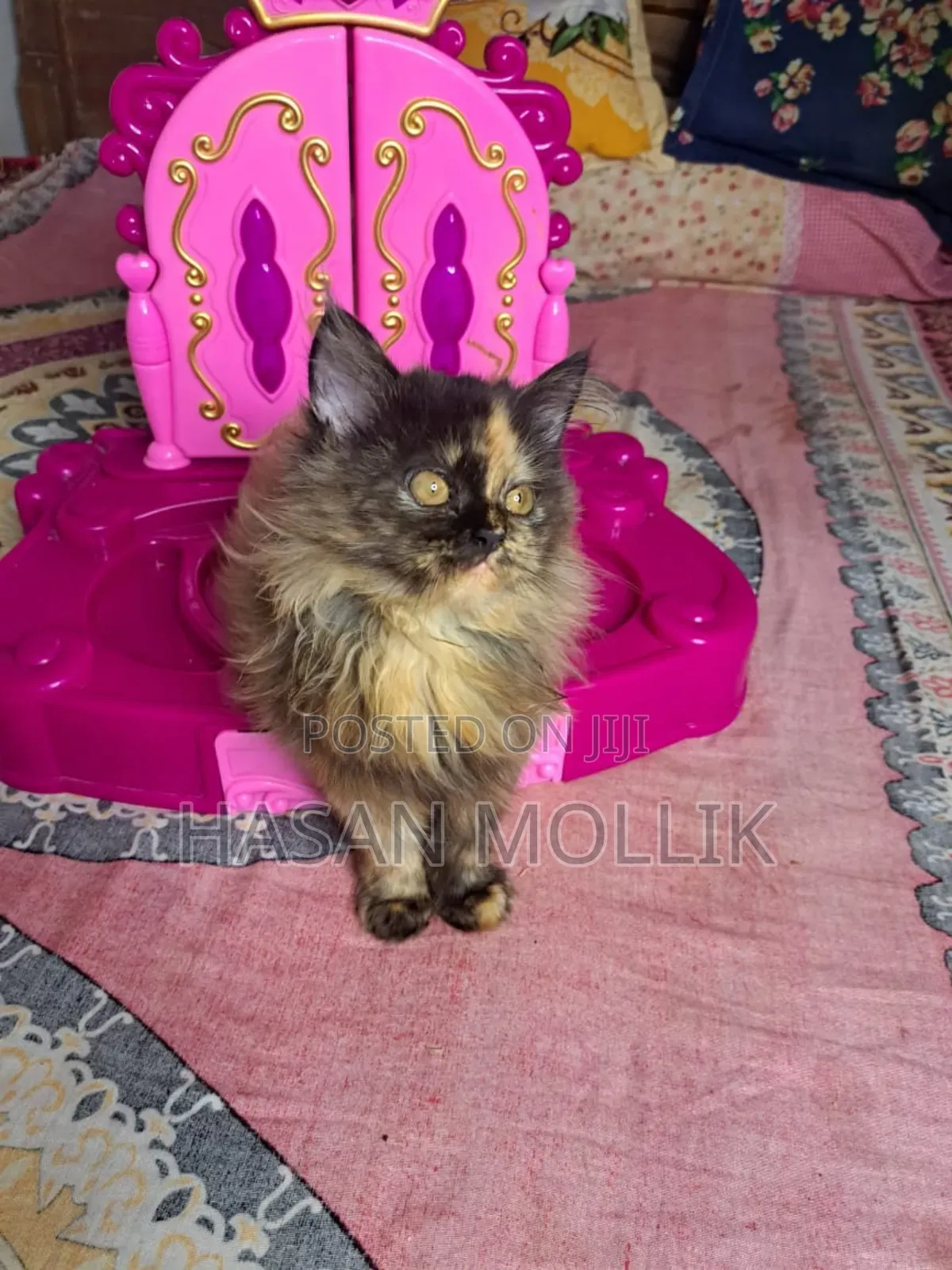 1-3 Months Female Purebred Persian