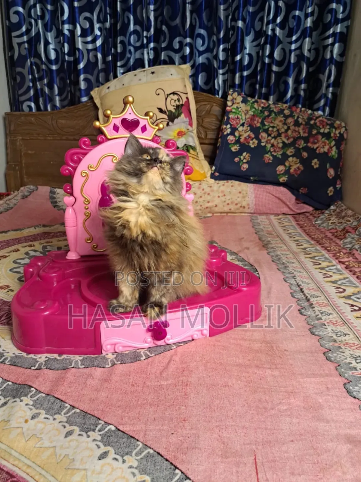1-3 Months Female Purebred Persian