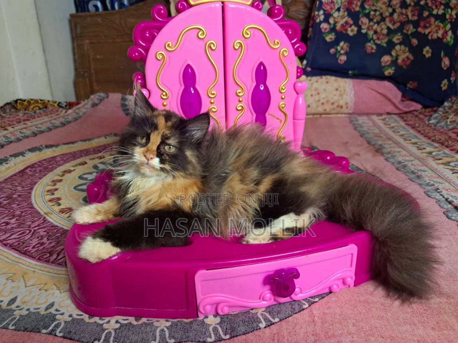 1-3 Months Female Purebred Persian