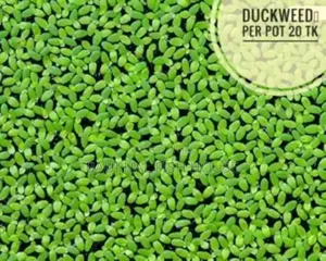 Photo - Floating Plants Pack