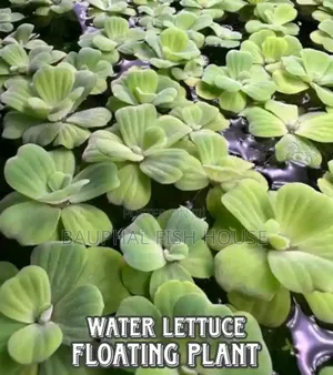 Floating Plants Pack