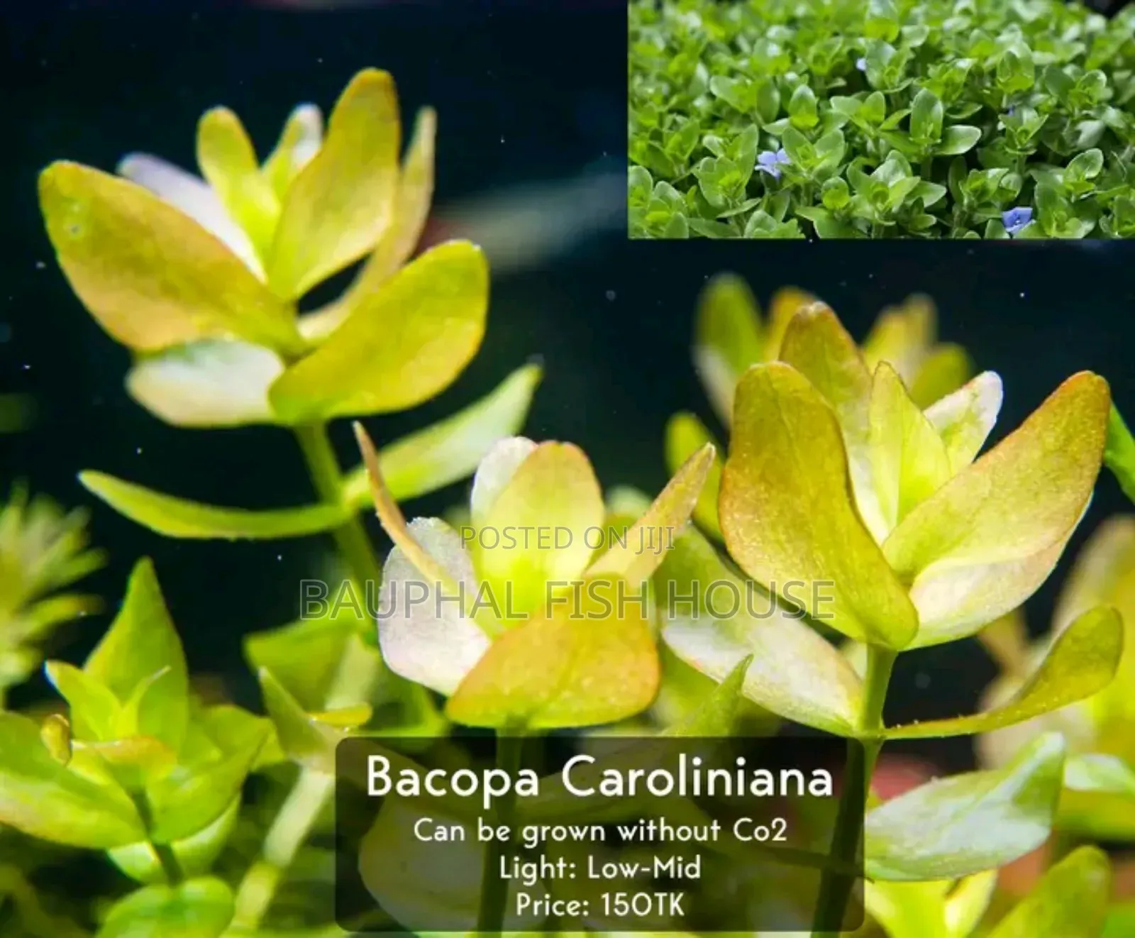 Floating Plants Pack