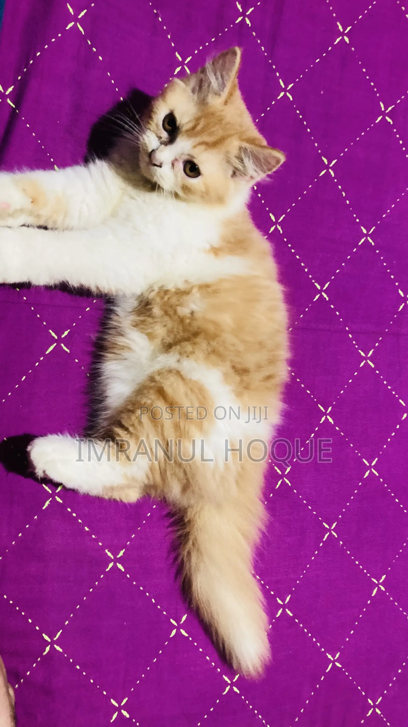 1-3 Months Male Purebred Persian