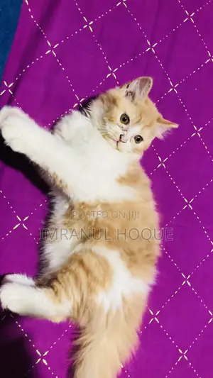1-3 Months Male Purebred Persian
