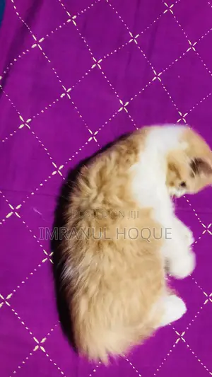 1-3 Months Male Purebred Persian