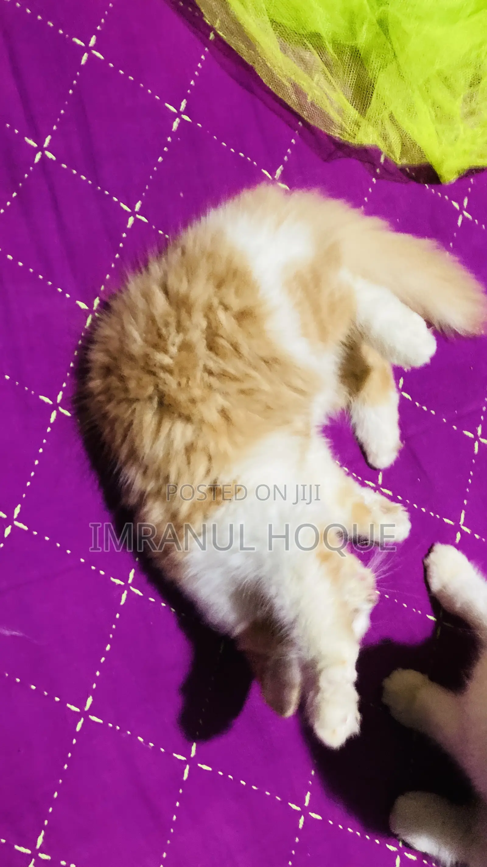 1-3 Months Male Purebred Persian