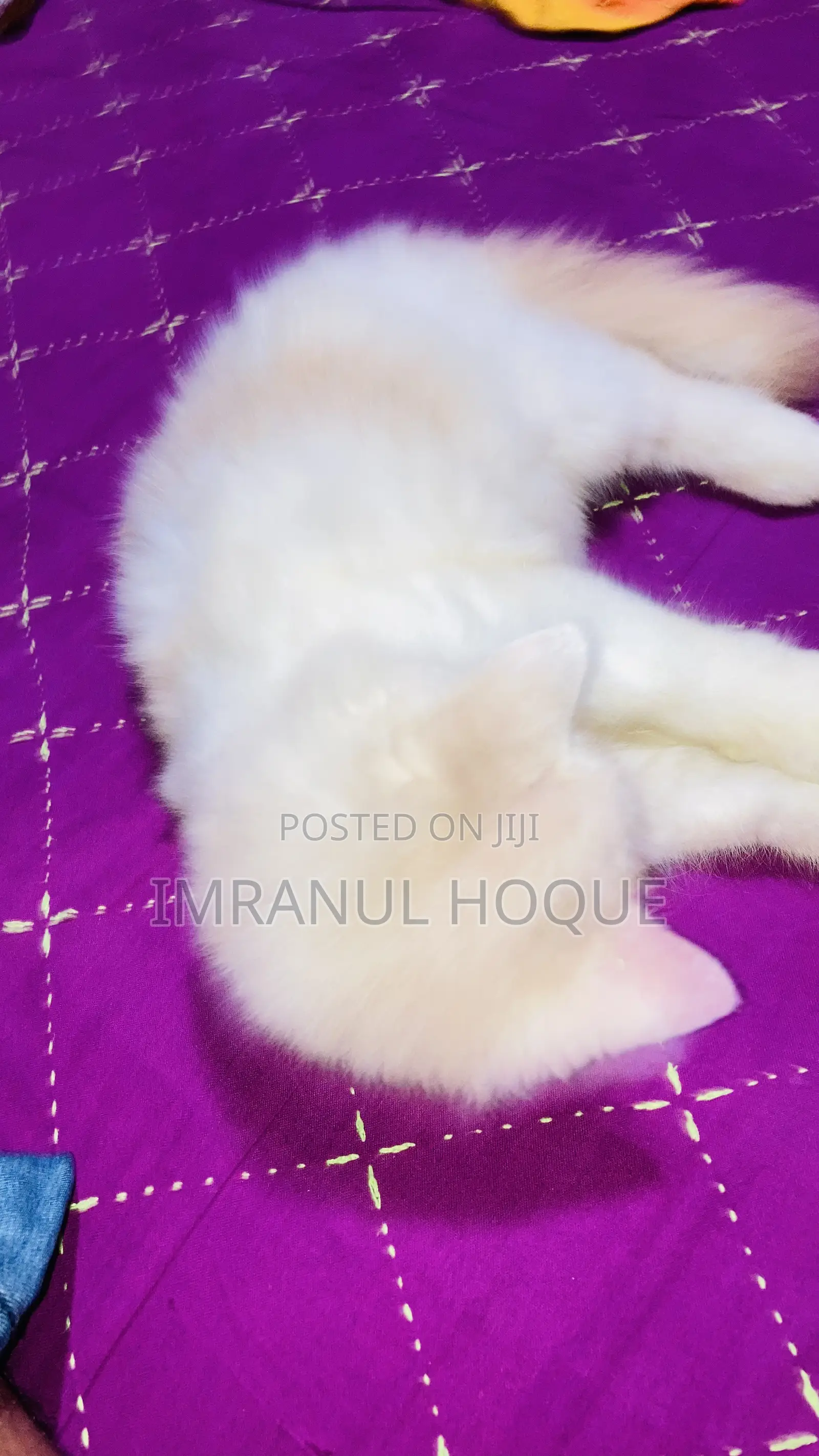 1-3 Months Female Purebred Persian