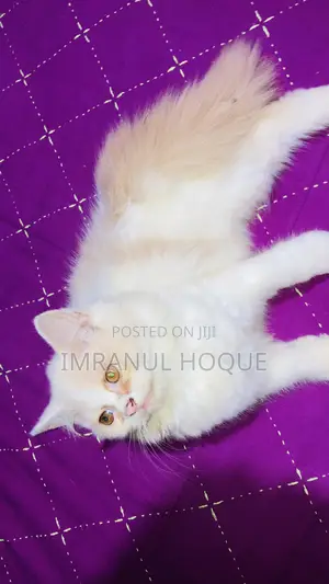 1-3 Months Female Purebred Persian