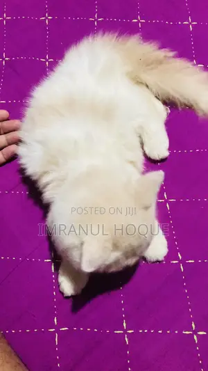 1-3 Months Female Purebred Persian