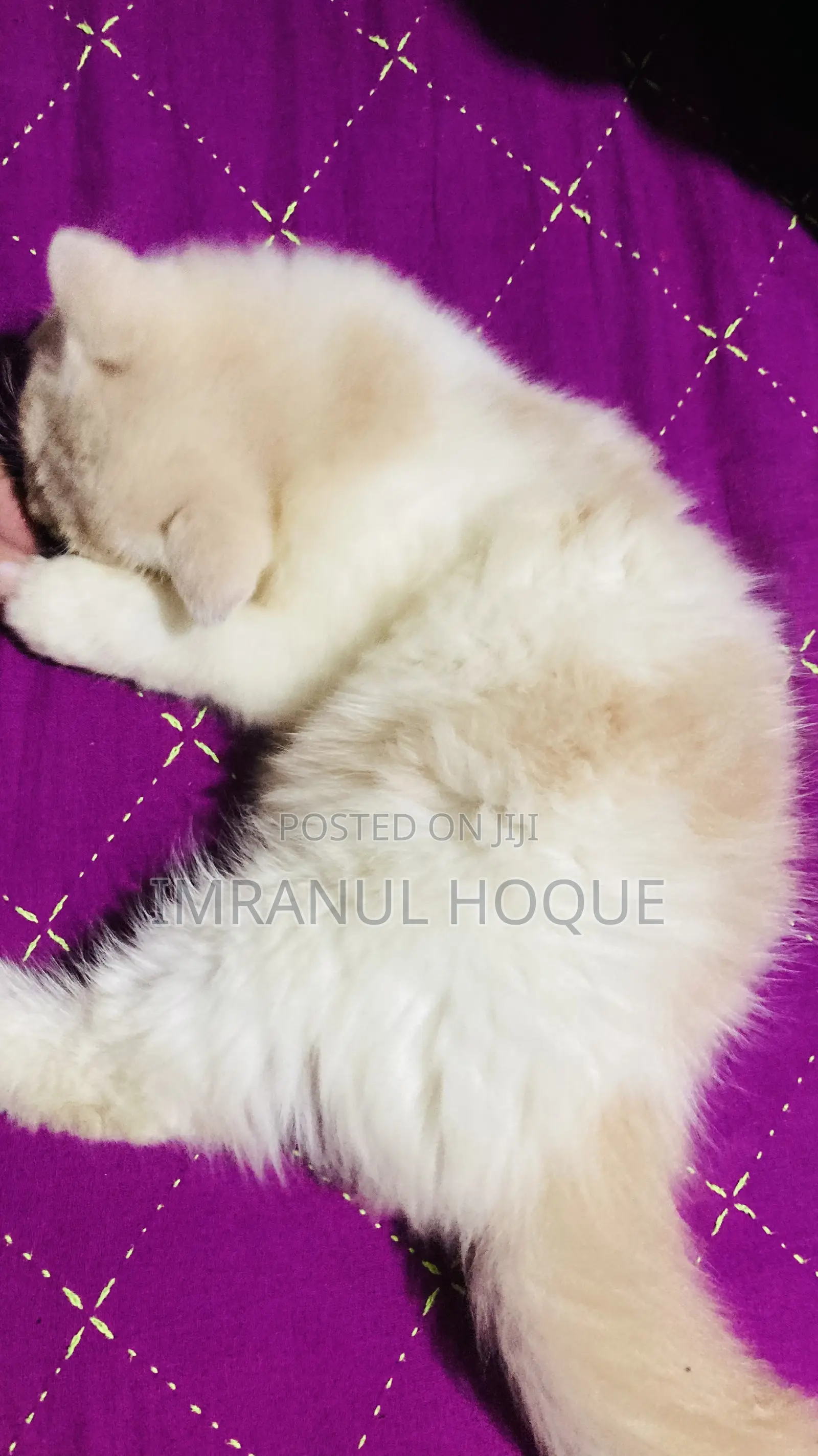 1-3 Months Female Purebred Persian