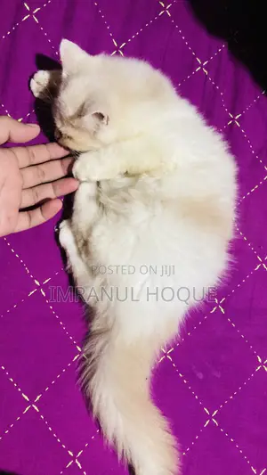 1-3 Months Female Purebred Persian