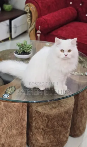 1+ Year Female Purebred Persian