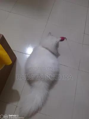 1+ Year Female Purebred Persian