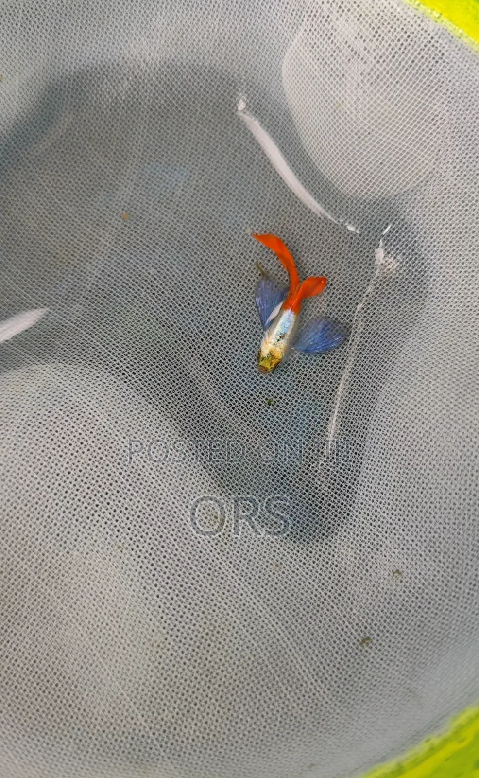 Rtpguppy Best Quality