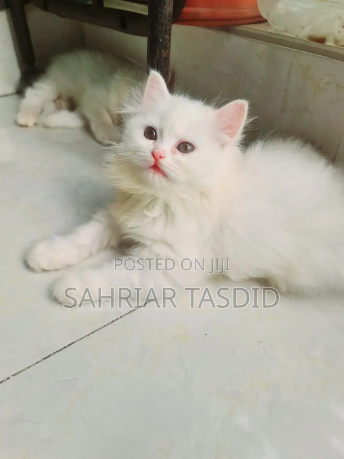 3-6 Months Female Purebred Persian
