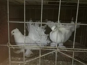 Photo - Peagion Lakha