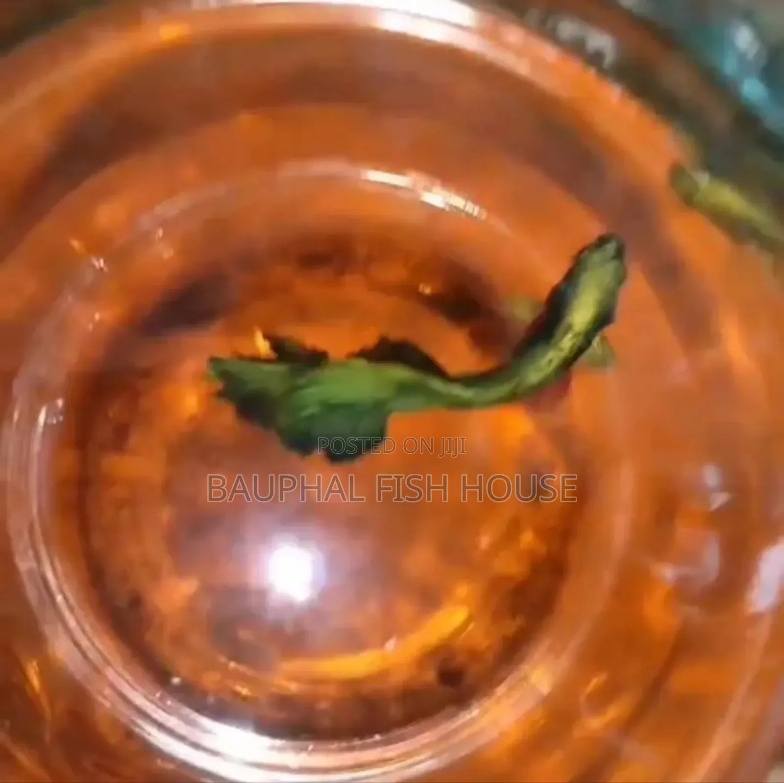 High Quality Imported Fancy Halfmoon