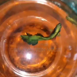 Photo - High Quality Imported Fancy Halfmoon