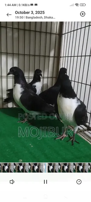 Photo - Vivik Budapest Baby