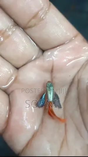 Photo - Rtp Guppy Fish