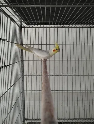 Photo - Cockatiel Bird