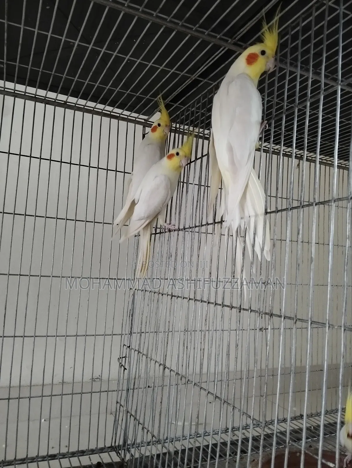 Cockatiel Bird