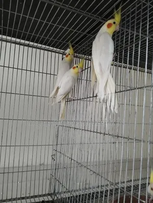Cockatiel Bird