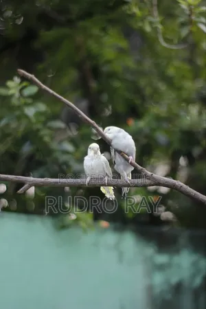 Furnished 3bdrm Penthouse in Khulna Sadar for Rent