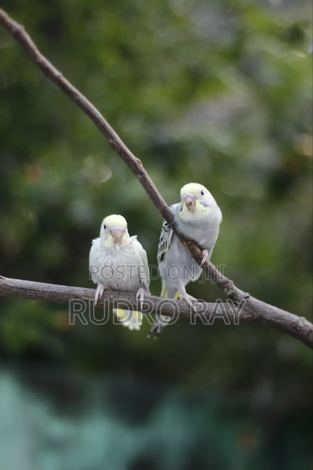 Furnished 3bdrm Penthouse in Khulna Sadar for Rent