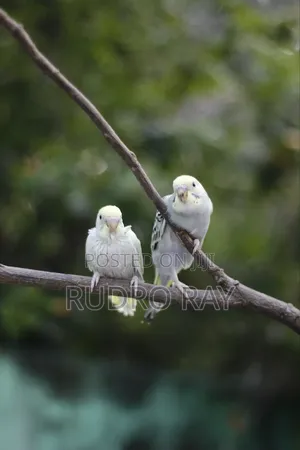 Furnished 3bdrm Penthouse in Khulna Sadar for Rent