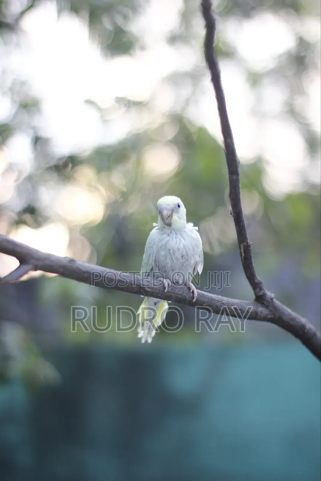 Furnished 3bdrm Penthouse in Khulna Sadar for Rent