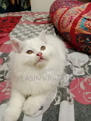 Photo - 1-3 Months Male Purebred Persian
