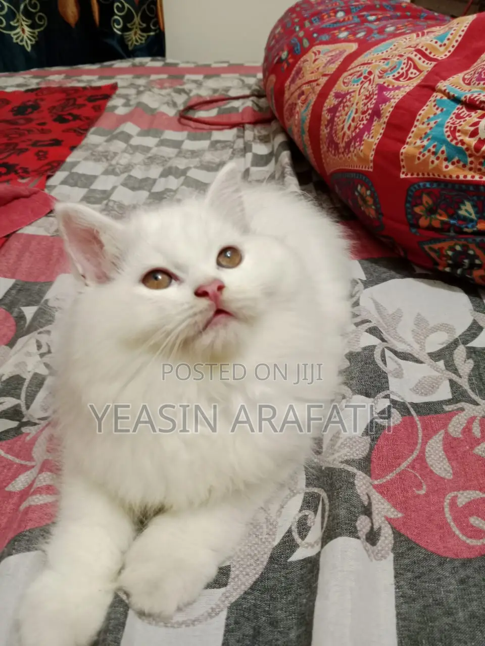 1-3 Months Male Purebred Persian