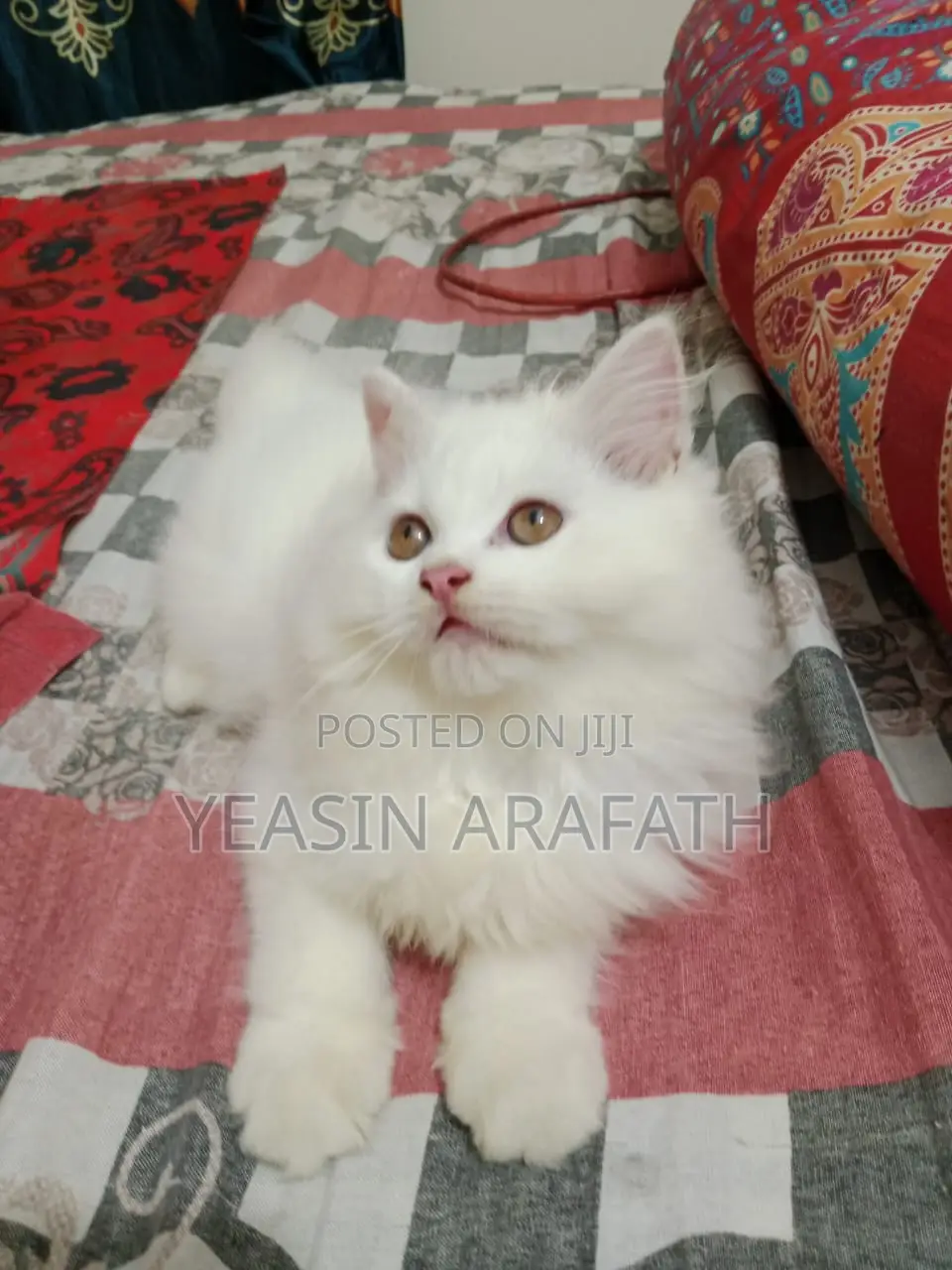 1-3 Months Male Purebred Persian