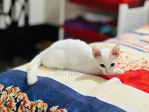 Photo - 1-3 Months Male Mixed Breed Cat