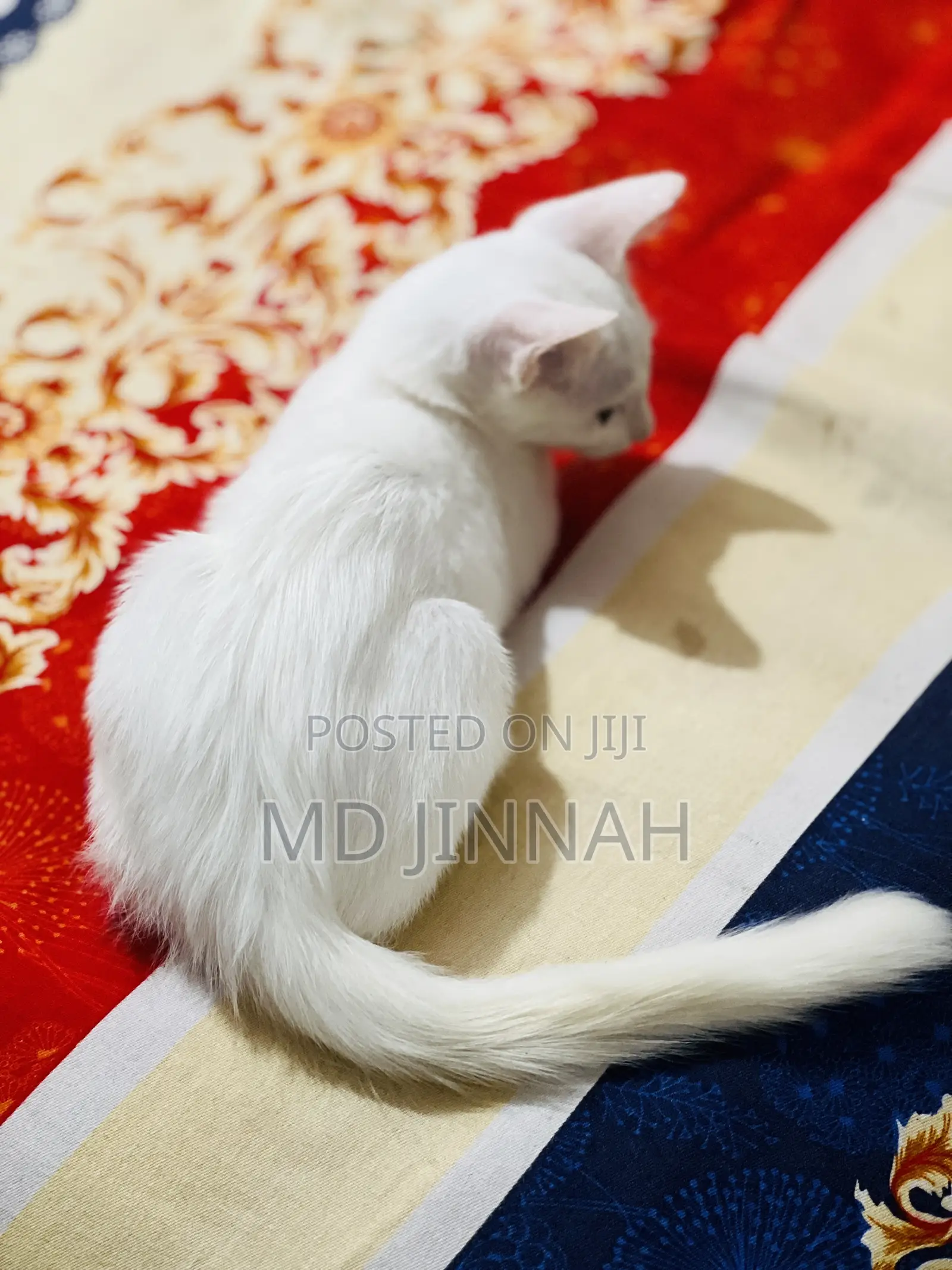 1-3 Months Male Mixed Breed Cat