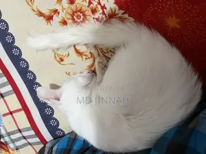 1-3 Months Male Mixed Breed Cat