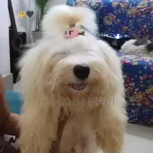 Photo - 1-3 Months Female Purebred Dogo Argentino