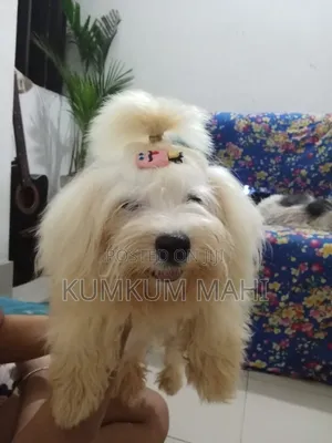 1-3 Months Female Purebred Dogo Argentino