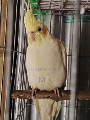 Photo - Cockateel Bard