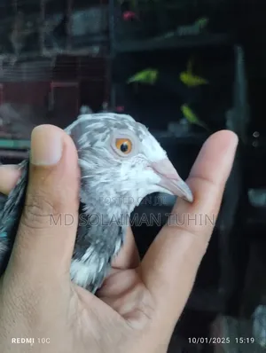 Photo - Single Nor Running Peyar Sell